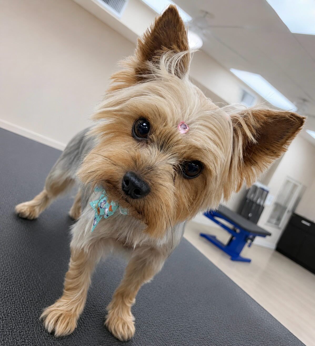 Auntie Evie's Pet Spaw gallery photo 2