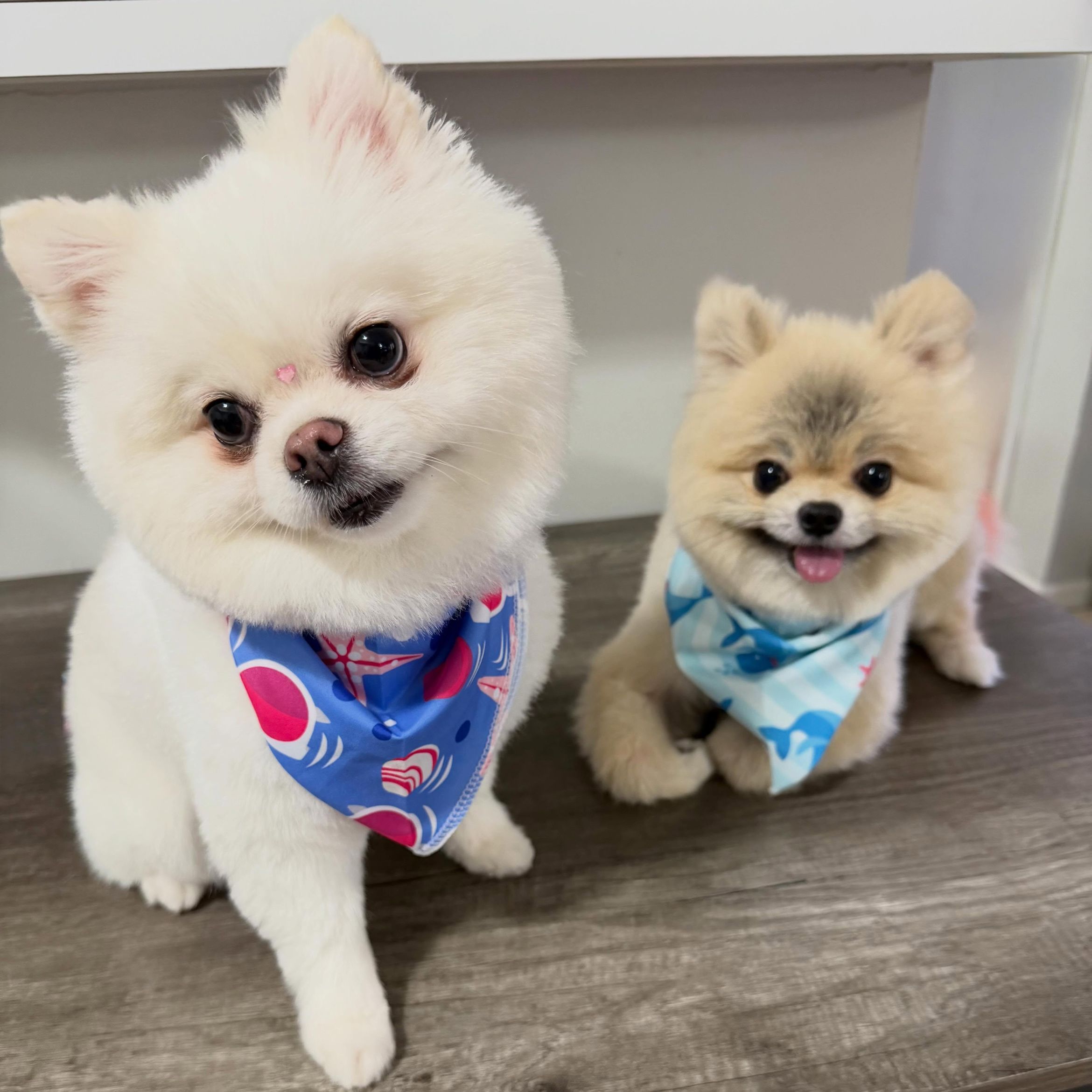 Auntie Evie's Pet Spaw gallery photo 3