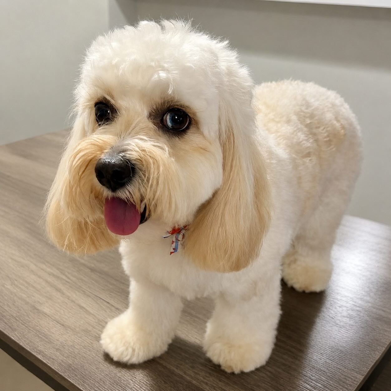 Auntie Evie's Pet Spaw gallery photo 6