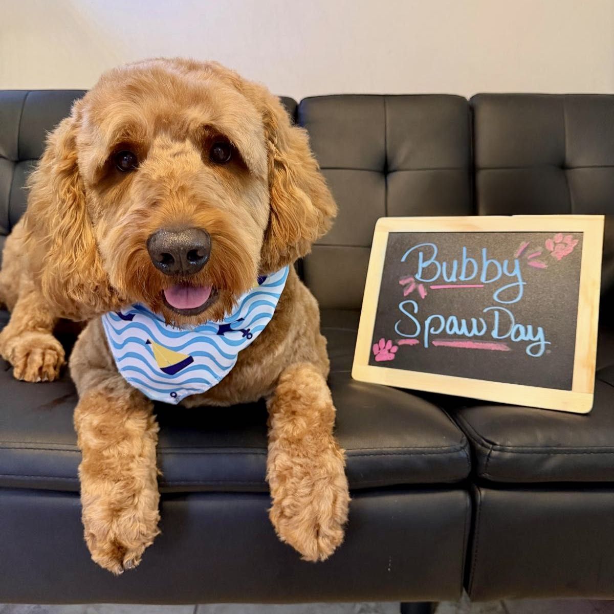 Full groom portfolio photo from Auntie Evie's Pet Spaw